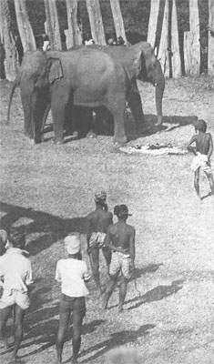 Shooting an elephant essay by george orwell